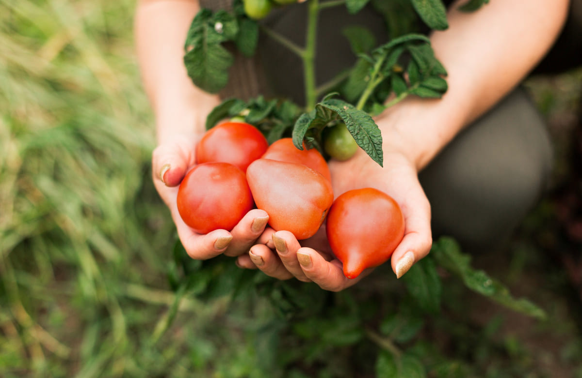 Лучшие ранние сорта томатов для огорода: Обские купола, Верлиока, Санька и другие Лучшие ранние сорта томатов для огорода: Обские купола, Верлиока, Санька и другие
