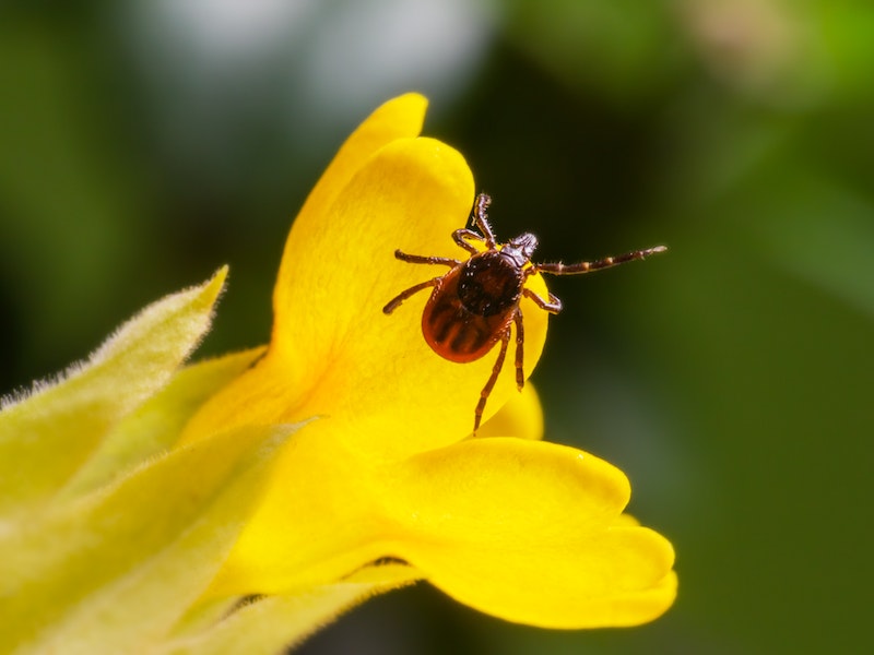 В Свердловской области 128 человек госпитализированы с подозрением на энцефалит | У 128 жителей Свердловской области подозрение на клещевой энцефалит