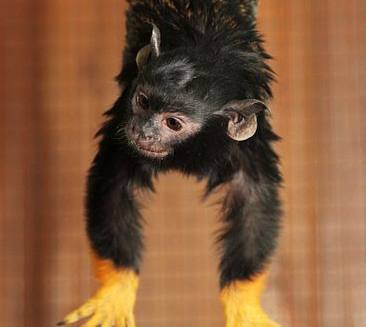 В уральском зоопарке родились малыши обезьян из рода тамаринов | На Урале на свет появились две игрунковые обезьянки В уральском зоопарке родились малыши обезьян из рода тамаринов | На Урале на свет появились две игрунковые обезьянки