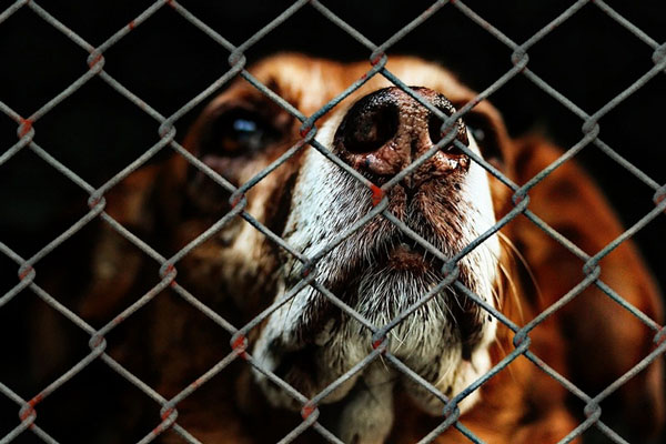 Собаки исчезали, а деньги оставались: директора приюта «Добрые руки» в Нижнем Тагиле обвинили в мошенничестве на миллионы | В Нижнем Тагиле возбудили уголовное дело о мошенничестве против директора приюта «Добрые руки» Собаки исчезали, а деньги оставались: директора приюта «Добрые руки» в Нижнем Тагиле обвинили в мошенничестве на миллионы | В Нижнем Тагиле возбудили уголовное дело о мошенничестве против директора приюта «Добрые руки»