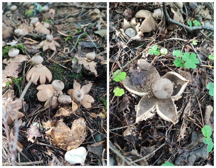 Гриб-цветок: уральцы обнаружили необычный звездовик в екатеринбургском лесу | В лесах Екатеринбурга нашли редкий гриб-звезду, занесённый в Красную книгу