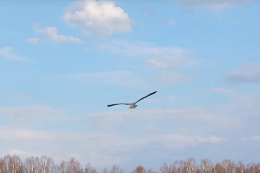 В Нижнем Тагиле после лечения и реабилитации на волю выпустили диких птиц | На Урале волонтеры выпустили цаплю, канюка и ястреба на волю после лечения