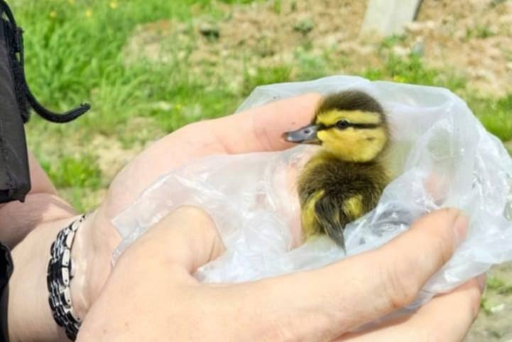 В Нижнем Тагиле специалисты спасли маленького утенка из сливного колодца | На Урале спасатели достали из колодца упавшего утенка