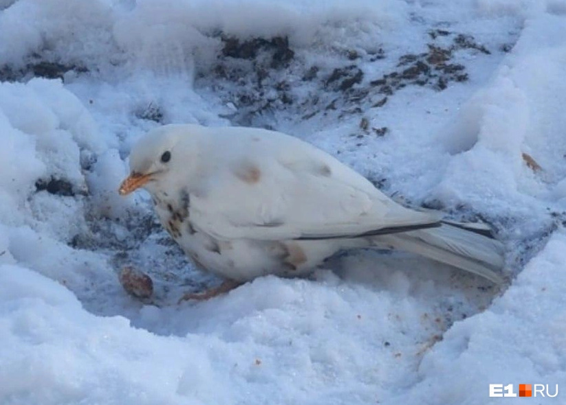 «Большая удача»: в Екатеринбурге заметили уникального белого дрозда-рябинника | В Екатеринбурге заметили редкого белого дрозда