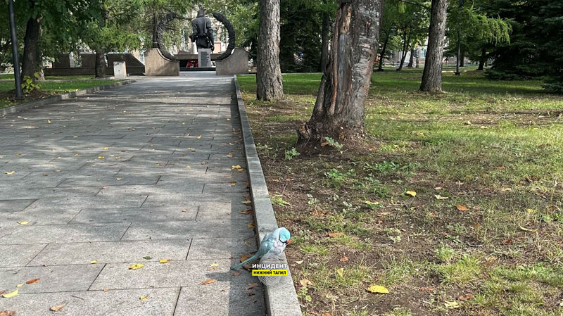 Попугай появился на набережной в центре Нижнего Тагила | В центре Нижнего Тагила обнаружили сбившегося с пути попугая Попугай появился на набережной в центре Нижнего Тагила | В центре Нижнего Тагила обнаружили сбившегося с пути попугая