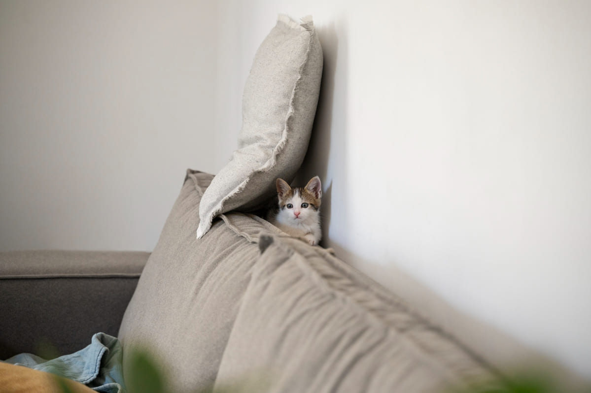 Сразу после стерилизации? А вот и нет: 6 причин, почему кошка писает в кровать