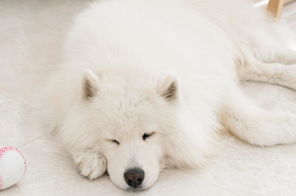 5 исконно русских пород собак: национальное достояние России и особенности характера