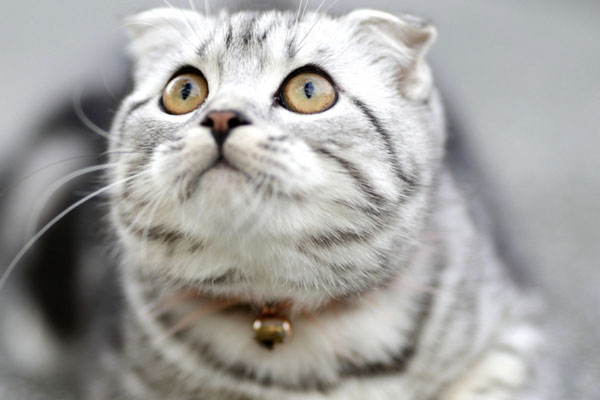 Сядет на шею — и всё: 10 вещей, которые нельзя позволять кошке, если дорожите нервами Сядет на шею — и всё: 10 вещей, которые нельзя позволять кошке, если дорожите нервами