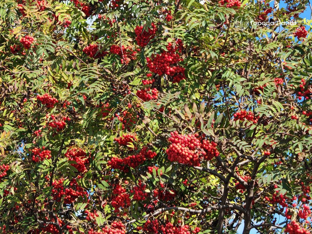 23 сентября: что нельзя делать в день Петра и Павла Рябинников | 23 сентября отмечается день Петра и Павла Рябинников