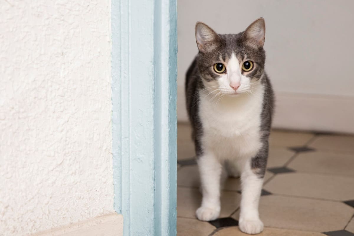 Кошка просит открыть, но заглядывает и уходит: что это значит — зоопсихологи объясняют 