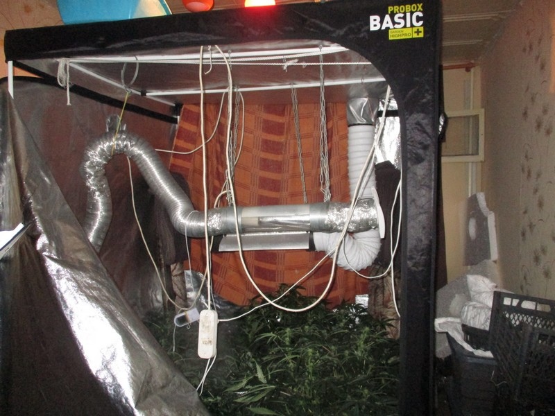 Житель Нижнего Тагила привлекается к уголовной ответственности за культивирование наркосодержащих растений