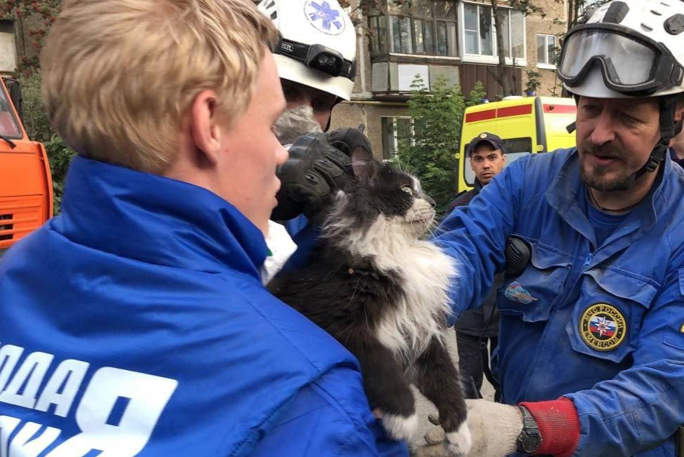 Спасатели продолжают работы: сотрудники МЧС России вытащили кота из-под завалов в Нижнем Тагиле | Сотрудники МЧС России спасли кота под руинами Спасатели продолжают работы: сотрудники МЧС России вытащили кота из-под завалов в Нижнем Тагиле | Сотрудники МЧС России спасли кота под руинами