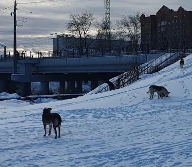 Нижний Тагил атакует стая собак: бездомных животных заметили в парке «Народный» | Тагильчане пожаловались на стаи бездомных собак в парке «Народный» Нижний Тагил атакует стая собак: бездомных животных заметили в парке «Народный» | Тагильчане пожаловались на стаи бездомных собак в парке «Народный»