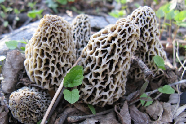 Свердловские грибники собирают полные корзины первых грибов, но специалисты сообщили об опасностях | Уральских грибников предупредили об опасностях первых весенних грибов