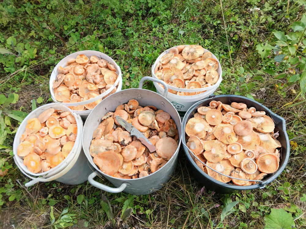 Мужчина собрал 70 килограммов грибов в лесу под Нижним Тагилом | В лесах Нижнего Тагила собрали 70 килограммов грибов