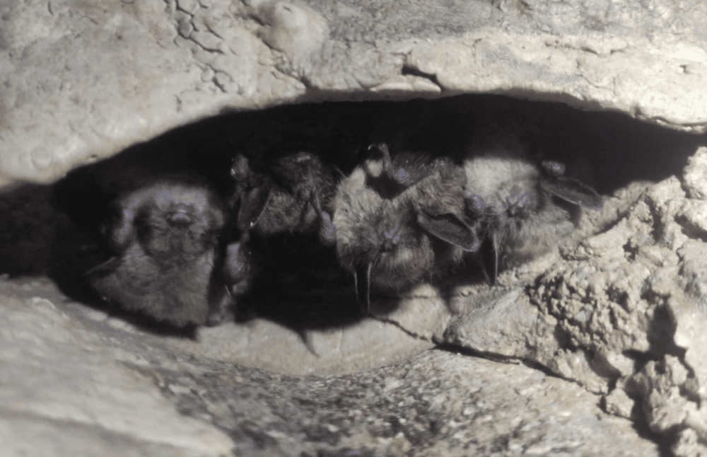 Учёные УрО РАН обнаружили редких ночниц и кожанков в Свердловской области — как теперь их защищают | В Свердловской области нашли крупнейшую колонию краснокнижных ночниц Брандта Учёные УрО РАН обнаружили редких ночниц и кожанков в Свердловской области — как теперь их защищают | В Свердловской области нашли крупнейшую колонию краснокнижных ночниц Брандта