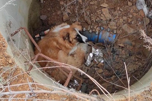 Накануне в Нижнем Тагиле спасатели вытащили из колодца собаку. В других городах области таких специалистов нет