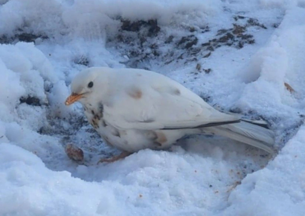 «Большая удача»: в Екатеринбурге заметили уникального белого дрозда-рябинника | В Екатеринбурге заметили редкого белого дрозда