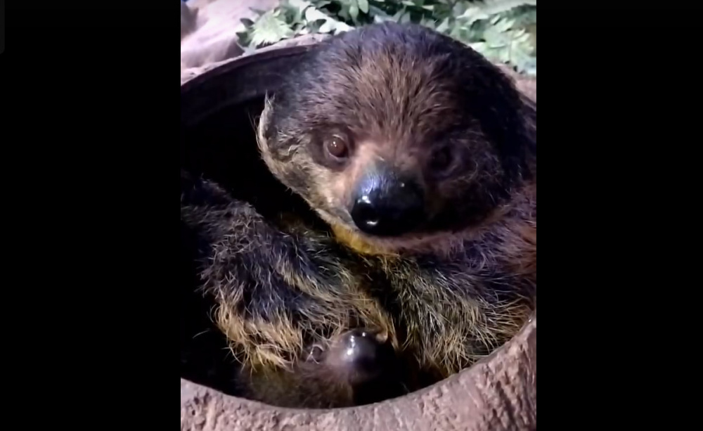 В Екатеринбургском зоопарке у пары ленивцев родился детеныш  | Ленивец появился на свет в зоопарке Екатеринбурга