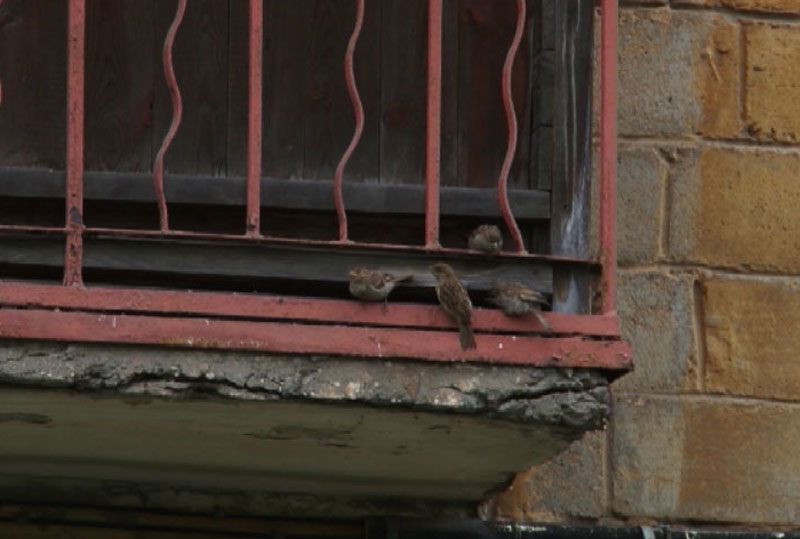 В Нижнем Тагиле школьники пересчитали воробьёв: зачем это делают каждый год | Школьники Нижнего Тагила приняли участие во всероссийской акции по подсчёту воробьёв