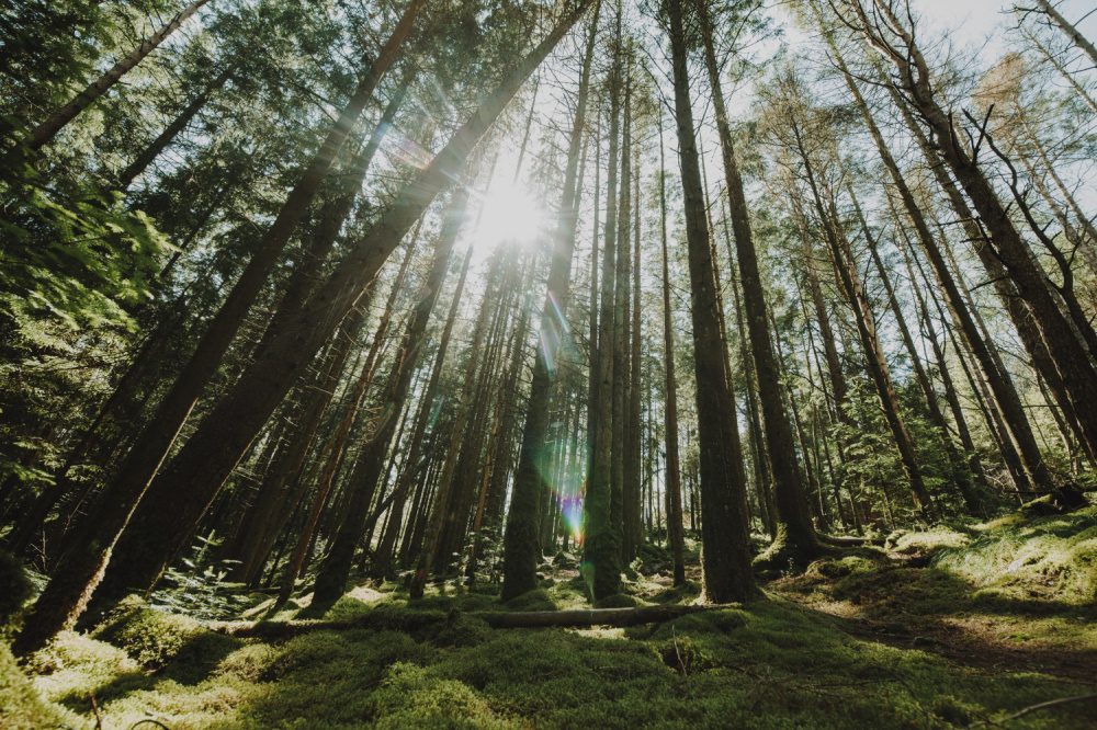 Лесорубы перестали уничтожать свердловские леса | Число случаев незаконной вырубки леса в Свердловской области снизилось в 20 раз