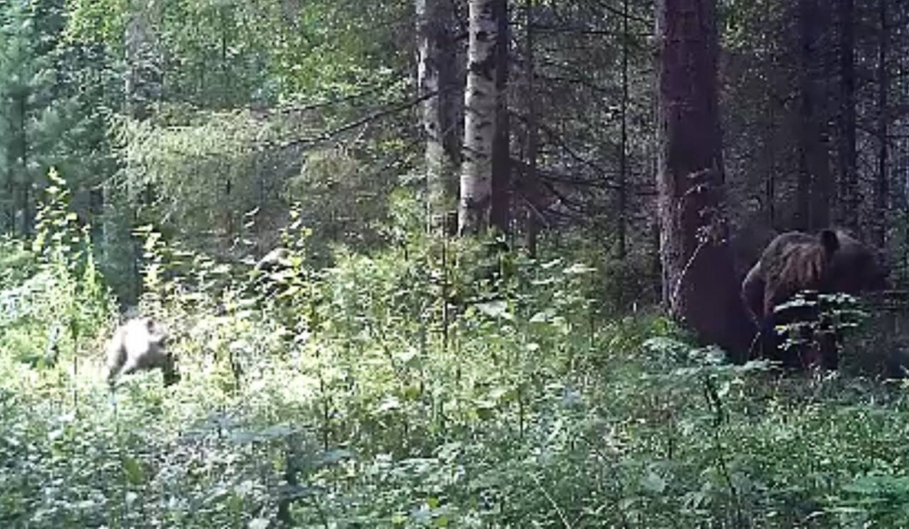 Медведица и три медвежонка: в заповеднике недалеко от Нижнего Тагила в видеоловушку попало семейство медведей | На Урале в видеоловушку попала семья медведей