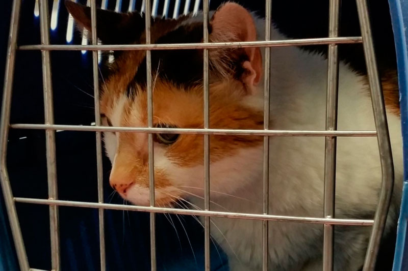 Кошки умеют скрывать боль: 10 ошибок хозяев, которые могут сократить жизнь питомца Кошки умеют скрывать боль: 10 ошибок хозяев, которые могут сократить жизнь питомца